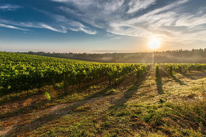 cantina-vigneti